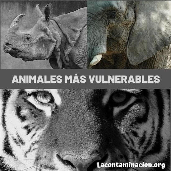 tráfico de animales