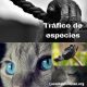 tráfico de especies
