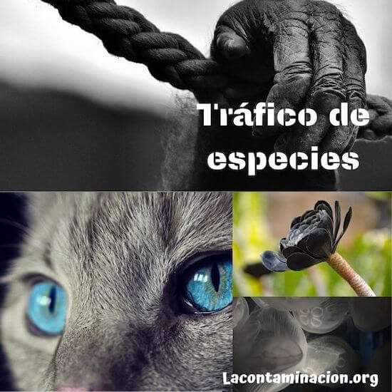 tráfico de especies