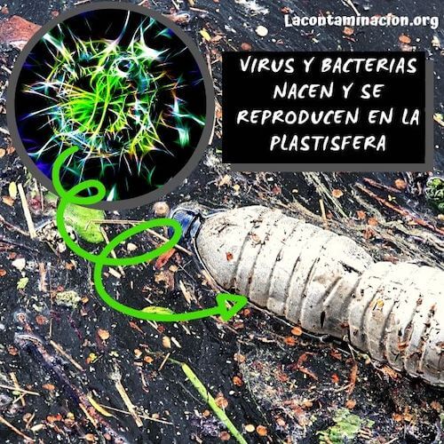 bacterias descomponedoras de plástico