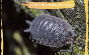 bichos bola