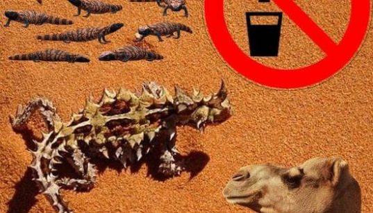 animales que pueden vivir sin agua