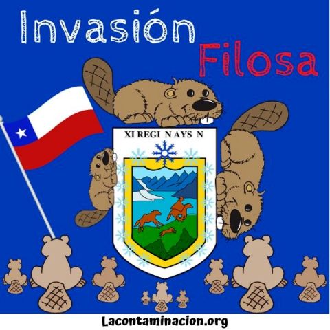 los castores especies invasoras de la Patagonia Chilena