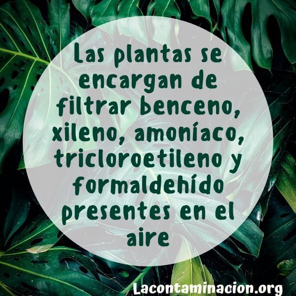 para qué sirven las plantas purificadoras de aire