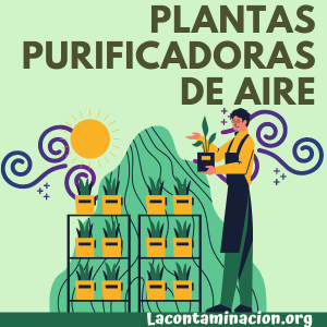 plantas purificadoras de aire