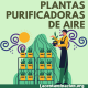 plantas purificadoras de aire