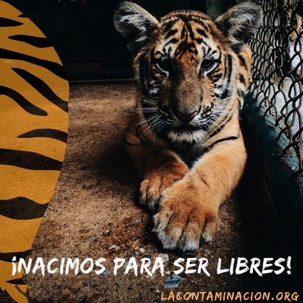 cautiverio tigres