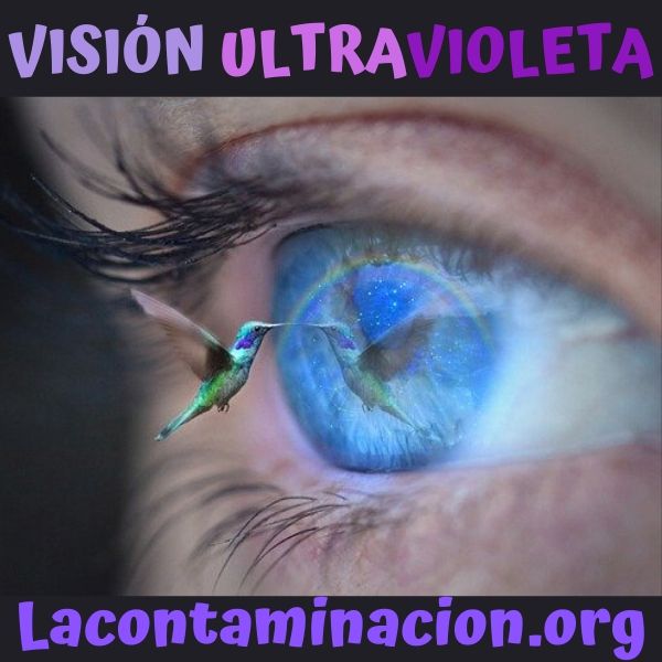 colibríes tienen mejor visión que los humanos