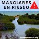 manglares en riesgo