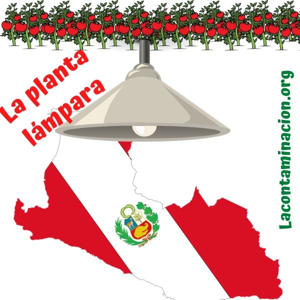 planta lámpara en Perú