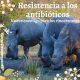 rinocerontes resistencia antibióticos