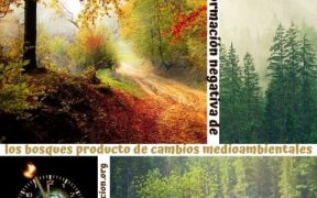 degradación de los bosques