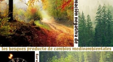 degradación de los bosques