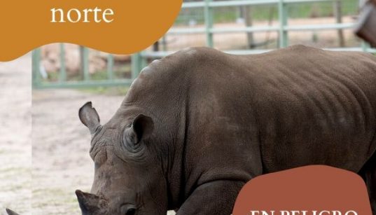 extinción del rinoceronte blanco del norte