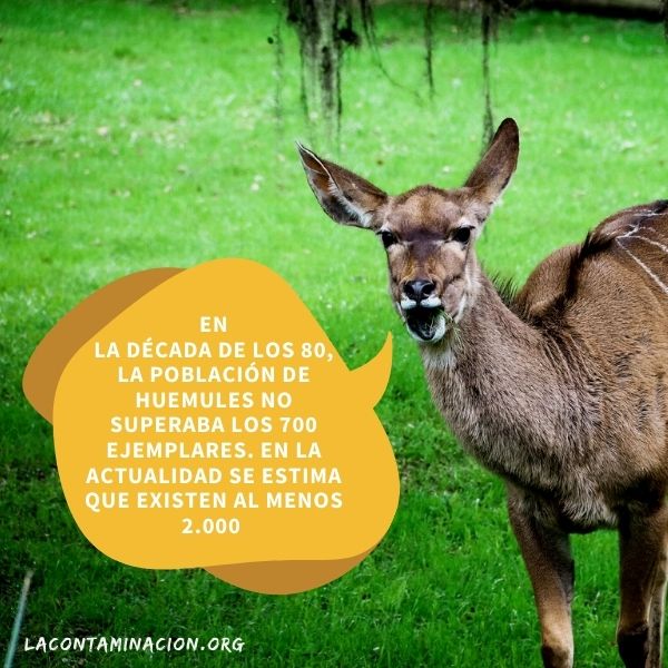 Población de huemules