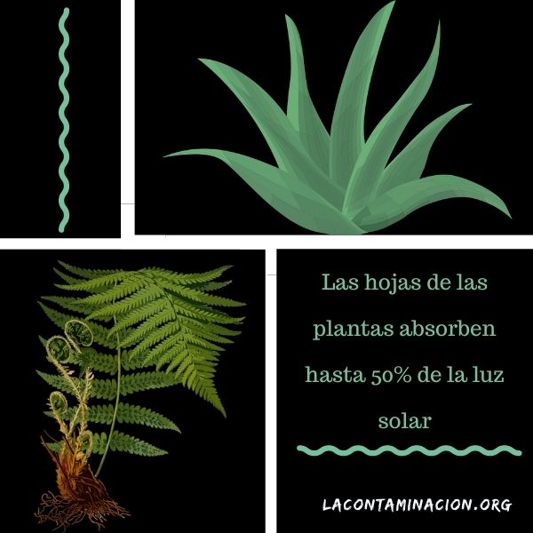 las plantas absorben la luz solar