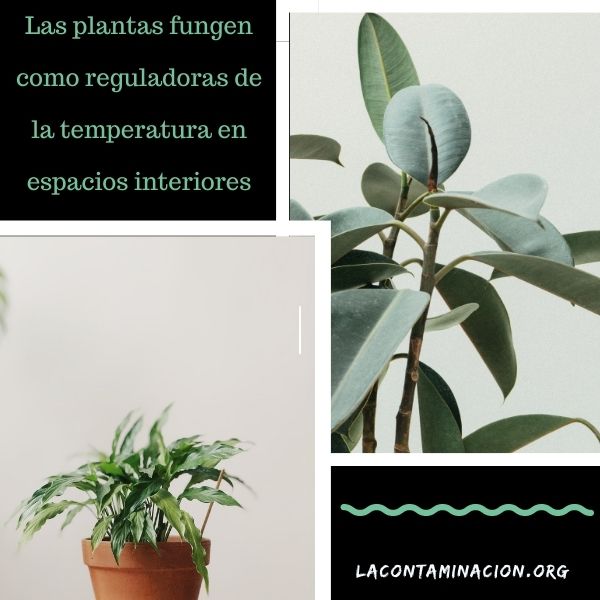 las plantas regulan la temperatura ambiental