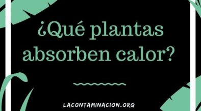 plantas que absorben el calor