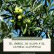 el olivar y el cambio climático