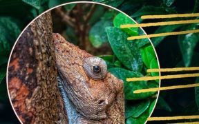 Animales que cambian de apariencia para defenderse de sus depredadores