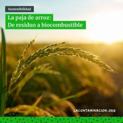 La paja de arroz como biocombustible