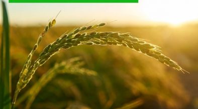 La paja de arroz como biocombustible