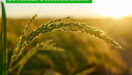 La paja de arroz como biocombustible