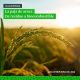La paja de arroz como biocombustible