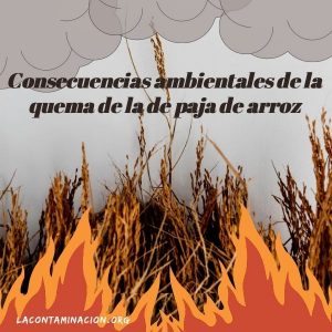 cuáles son las consecuencias ambientales de la quema de la paja de arroz