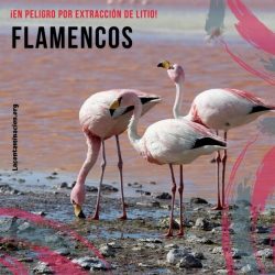 Los flamencos están en peligro por la extracción del litio