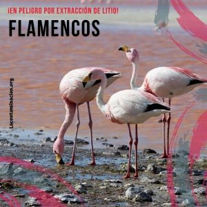 Los flamencos están en peligro por la extracción del litio