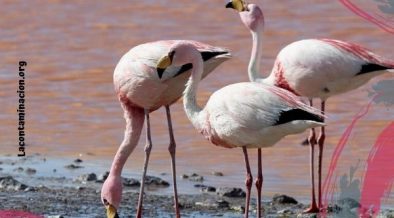 Los flamencos están en peligro por la extracción del litio