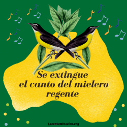 se extingue el canto del mielero regente