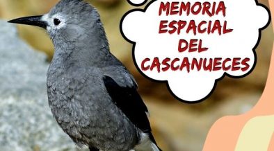 Memoria espacial del cascanueces