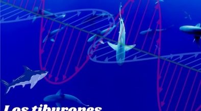 Los tiburones usan el campo magnético terrestre para desplazarse en la inmensidad del océano