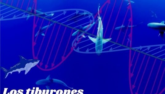Los tiburones usan el campo magnético terrestre para desplazarse en la inmensidad del océano