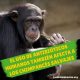 El uso de antibióticos humanos también afecta a los chimpancés salvajes