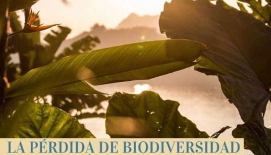 La pérdida de biodiversidad en los trópicos condiciona el futuro de la vida en el planeta