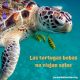 Las tortugas bobas no viajan solas